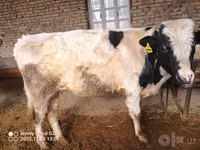 Bulle, Simmental cattle — Foto 1