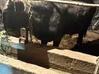 公牛, Swiss cattle — 照片 2
