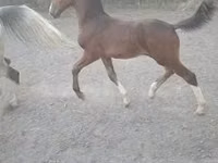 Hengst, Dutch warmblood horse — Foto 2