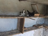 Chickens — Foto 2