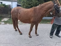 Mare, Horses — photo 7
