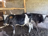 公牛, Swiss cattle — 照片 3