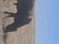 公牛, Cattle — 照片 2