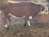 Kuh, Latvian Blue cattle — Foto 3