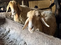Schaf, Arashan sheep — Foto 2