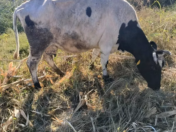गाय, Russian Black pied cattle — उज़्बेकिस्तान