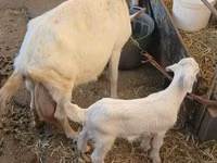 母山羊, Goats — 照片 2