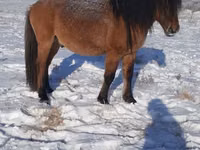 Stute, Yakutian horse — Foto 2