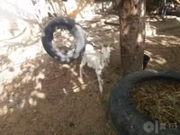 Ziege, Alpine goat — Foto 6