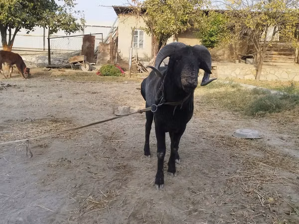 كبش, الأغنام — أوزبكستان