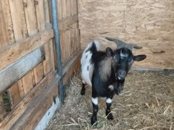 تيس, Dutch Landrace goats