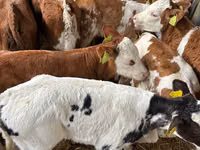 Qoramol (partiya, jinsi ko‘rsatilmagan), Simmental cattle — 3-rasm