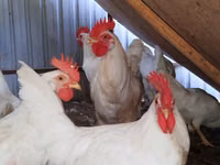Leghorn — Foto 1