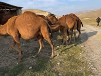 Kamel, Kamele — Foto 2