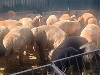 Oveja, Edilbay sheep — foto 2
