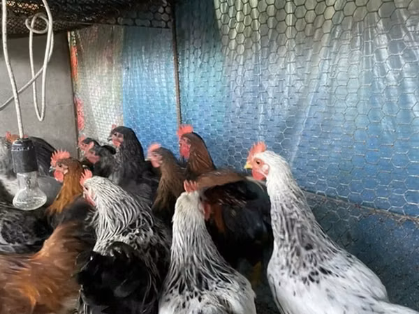 Chickens — Kirgisistan