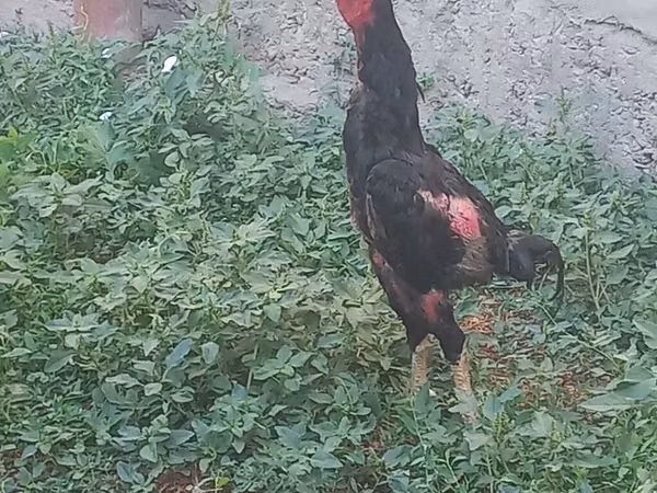 Chickens — Kirgisistan