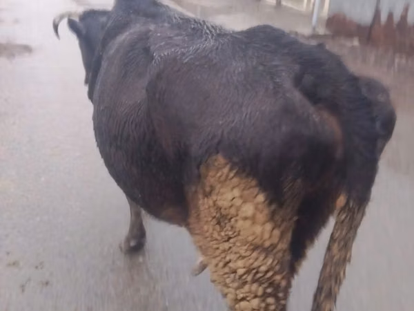 गाय, मवेशी — कज़ाखस्तान