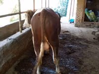Bulle, Simmental cattle — Foto 5