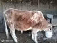 公牛, Simmental cattle — 照片 4