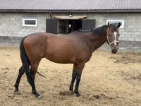 Hengst, Thoroughbred horse — Foto 8