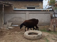 Sheep, Sheep — photo 1