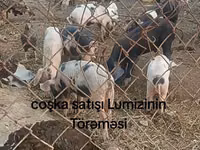 Хряк, Свиньи — фото 2