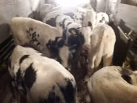 أبقار (دفعة، الجنس غير محدد), Russian Black pied cattle — الصورة 7