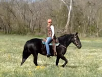 Mare, Percheron — photo 3