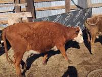 Kuh, Latvian Blue cattle — Foto 4