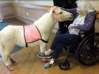 Бие, Miniature horse — 4-сурет
