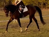 Caballo, Hanoverian — foto 2