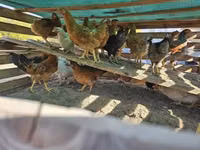 Chickens — الصورة 4