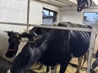 Vaca, Russian Black pied cattle — foto 3