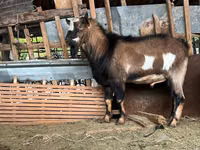 Cabro, Alpine goat — foto 6