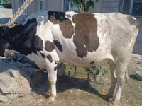 Kuh, Russian Black pied cattle — Foto 1