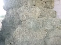 Продаю клевер 3 укос чистый — 照片 1