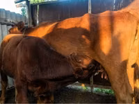 गाय, मवेशी — फ़ोटो 3