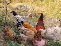 Chickens — Foto 5