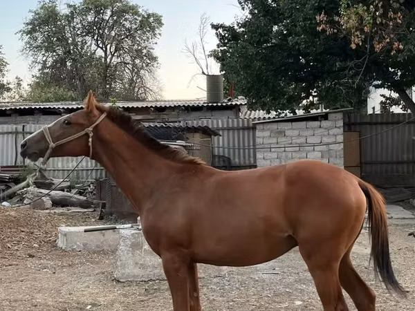 حصان, Kazakh horse