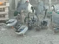Guinea fowl — Foto 3