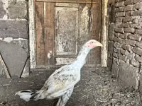 Chickens — Foto 4