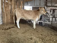 母牛, Alatau breed — 照片 3
