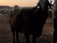 كبش, Hissar sheep — الصورة 1