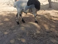 كبش, الأغنام — الصورة 6