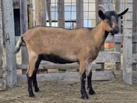 Ziege, Alpine goat — Foto 3