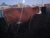 Kuh, Latvian Blue cattle — Foto 2