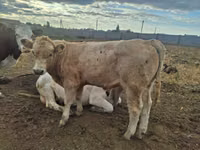 Bulle, Latvian Blue cattle — Foto 6
