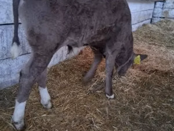 公牛, Cattle