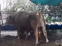 公牛, Simmental cattle — 照片 3